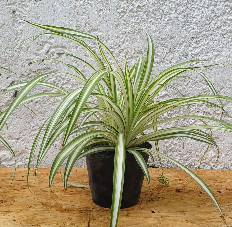 Item 929867 - Image 0