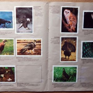 Álbum de Figuritas "Animales de Todo el Mundo" Mosca Hnos. Incompleto con 145 Figuritas - imagen 2