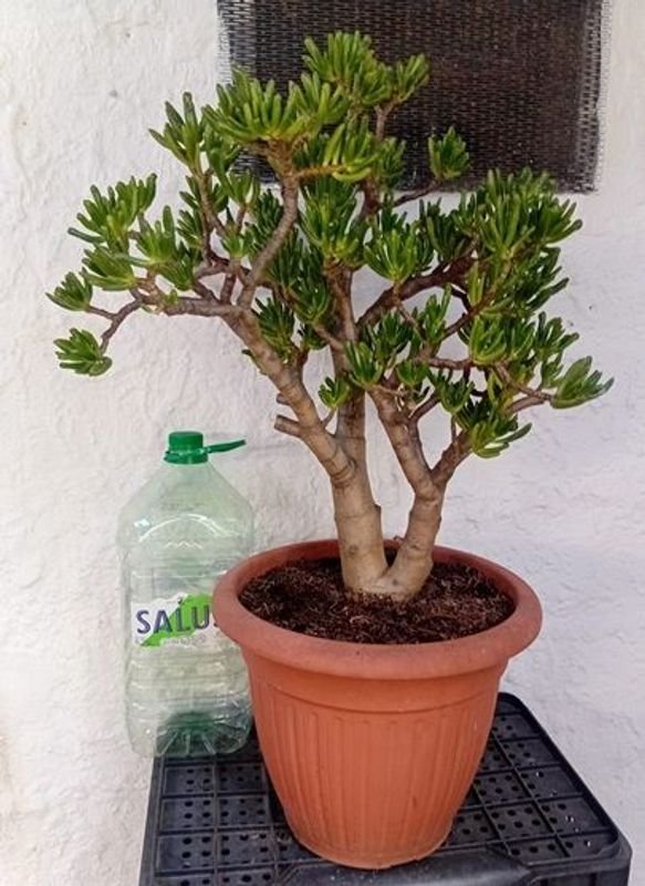 Crassula Ovata Gollum en venta - imagen 5