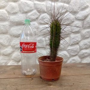 Cactus Aguja de Coser (Stetsonia coryne) en Maceta - imagen 4