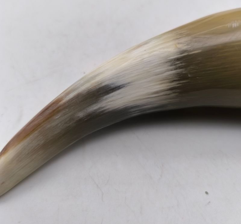 Tusks de Elefante Naturales Pulidos - imagen 2