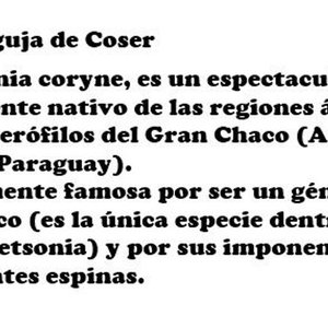 Cactus Aguja de Coser (Stetsonia coryne) en Maceta - imagen 2