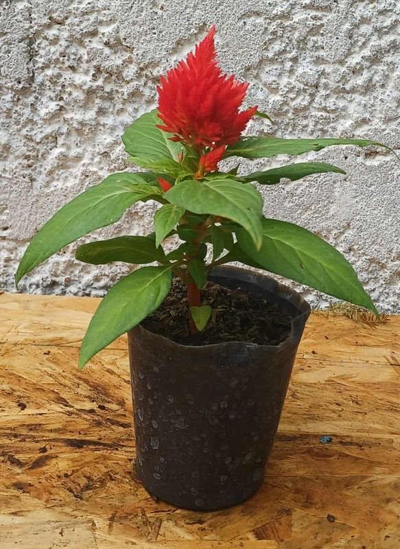 Item 929726 - Image 5