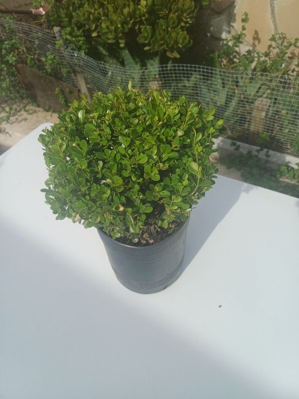 Item 929915 - Image 3