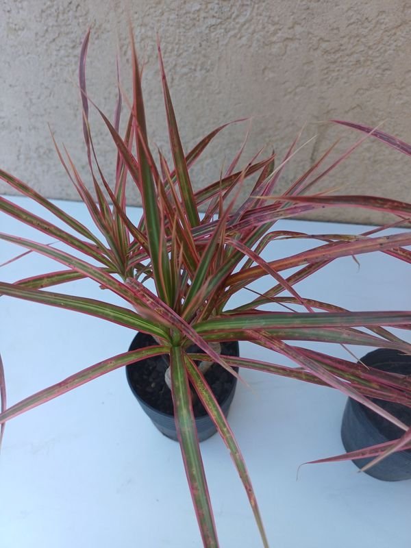 Item 894175 - Image 1