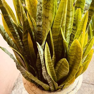 Planta Lengua de Suegra en Maceta Antigua de Hormigón - imagen 4