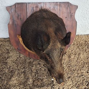 Cabeza de Jabalí Taxidermizada con Colmillos sobre Placa de Madera - imagen 8
