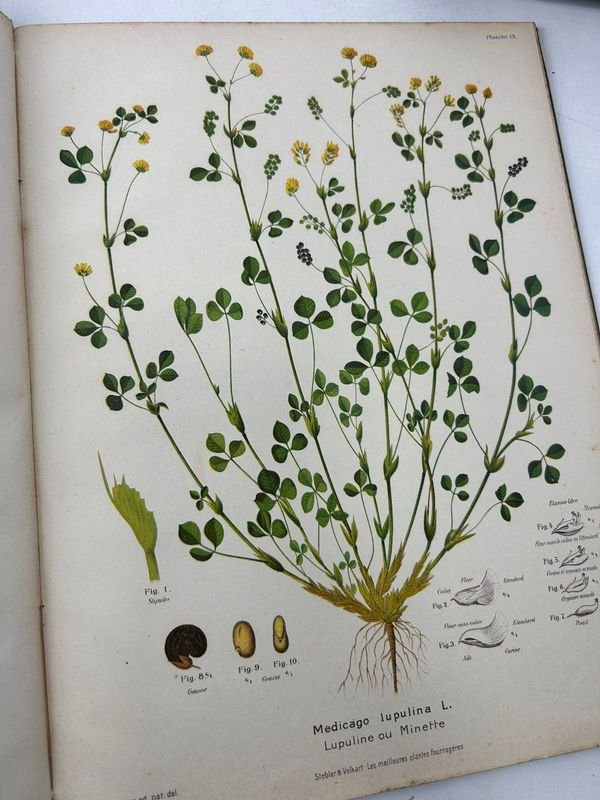 Manual técnico ilustrado de botánica aplicada - imagen 9