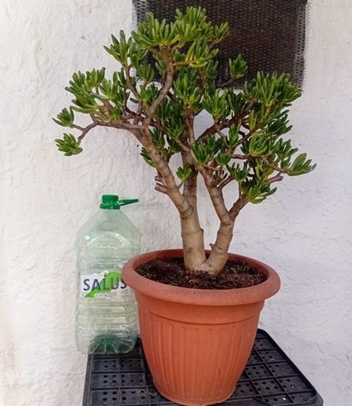 Lote anterior: Crassula Ovata Gollum en venta
