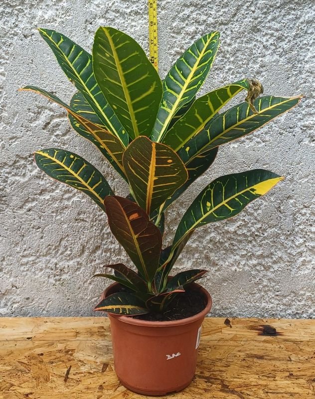 Item 929874 - Image 0