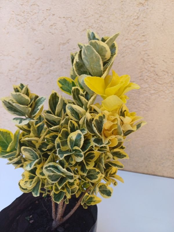 Planta en maceta, excelente condición - imagen 3