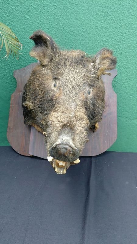 Cabeza de Jabalí Disecada para Decoración