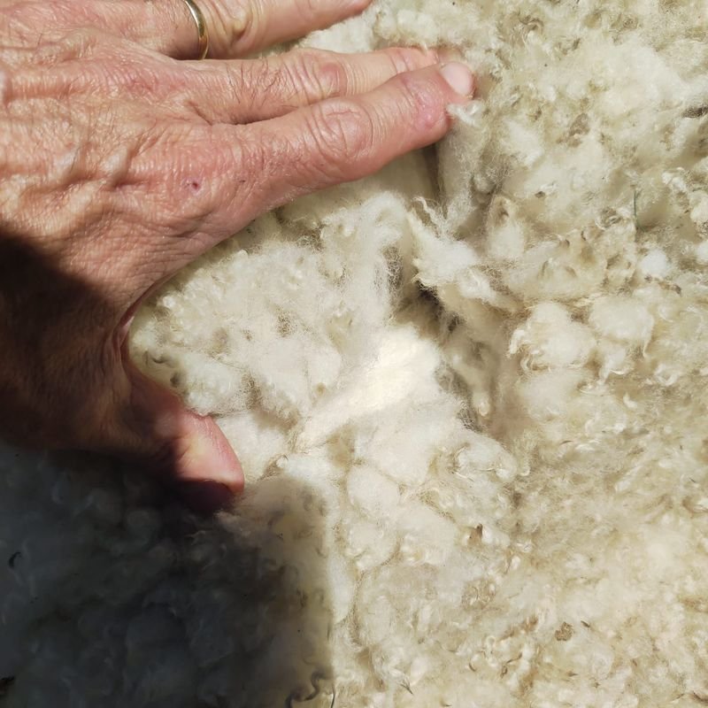 Item 869969 - Image 2