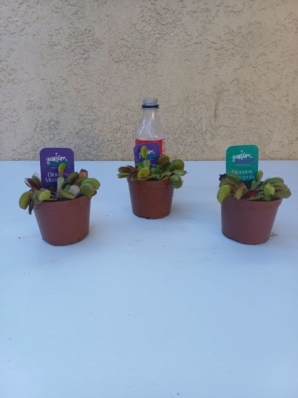 Item 894172 - Image 0