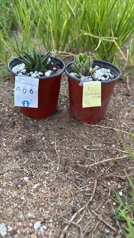 Jardinería en Pots de Barro