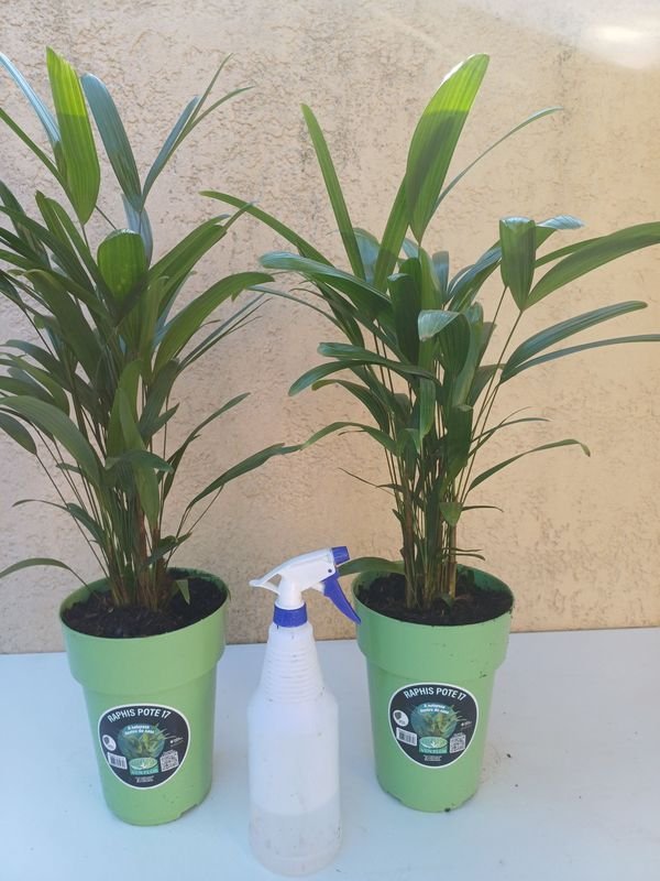 Item 929918 - Image 4