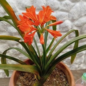 Lote siguiente: Clivias Naranjas en Floración con Maceta de 2 Litros
