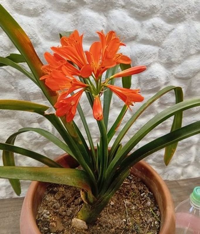 Clivias Naranjas en Floración con Maceta de 2 Litros