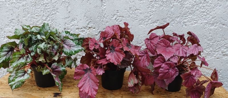 Item 929860 - Image 0