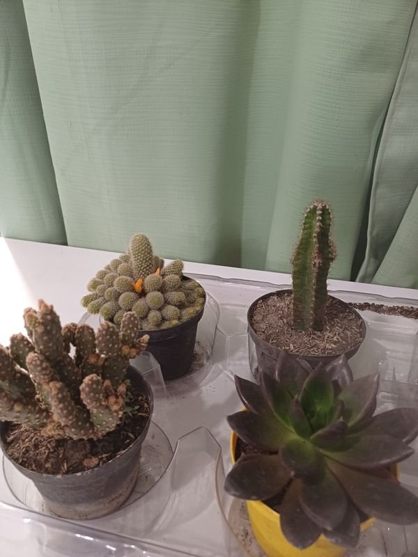 Item 848682 - Image 0