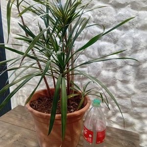 Drácena en Maceta de 2 Litros - imagen 3