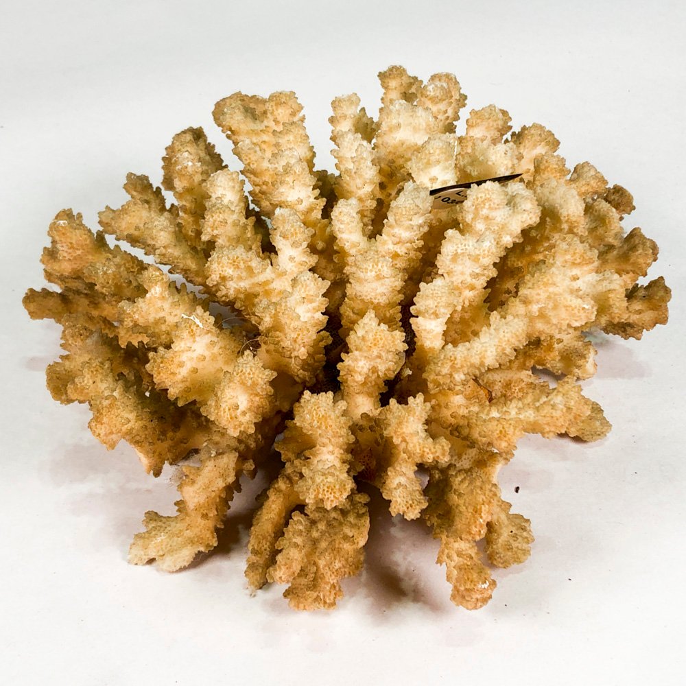 Piedra de coral de 19 cm - Análisis detallado - imagen 2