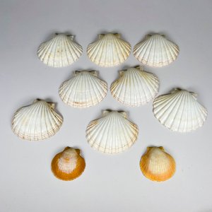 Diez coquillas diferentes dos tamaños - imagen 2