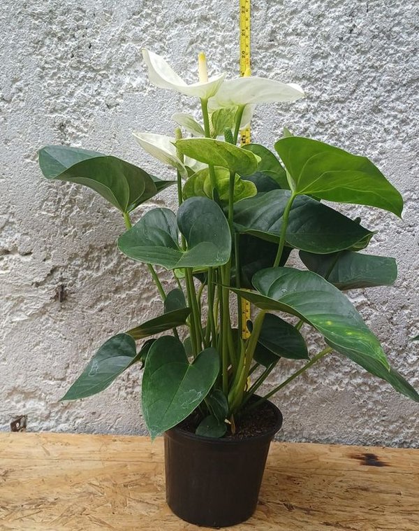 Anturio de Gran tamaño, 60cm. (rojo, rosa y blanco) - imagen 1