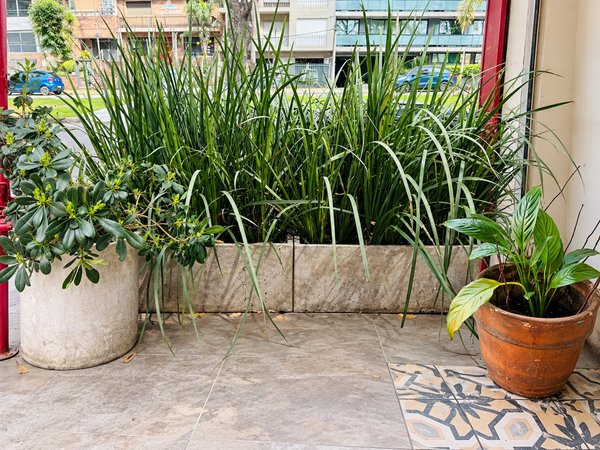Juego de 4 Macetas de Cemento con Plantas - imagen 1