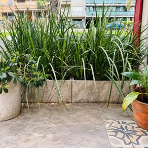 Juego de 4 Macetas de Cemento con Plantas - imagen 1