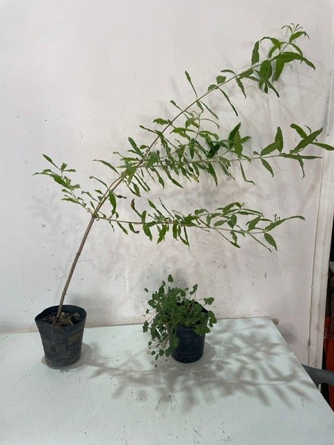 Lote siguiente: Plantas en macetas