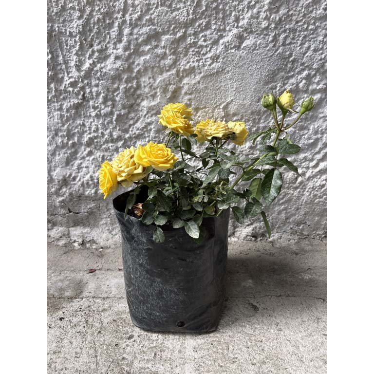 Item 2113584 - Image 0