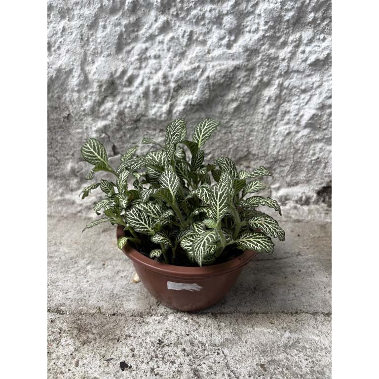 Item 2113571 - Image 0