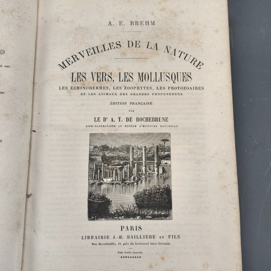 Libro antiguo de historia natural con encuadernación en cuero - imagen 9
