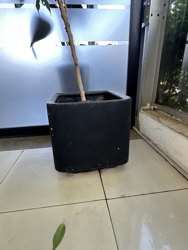 Maceta con árbol limonero para jardín - imagen 4