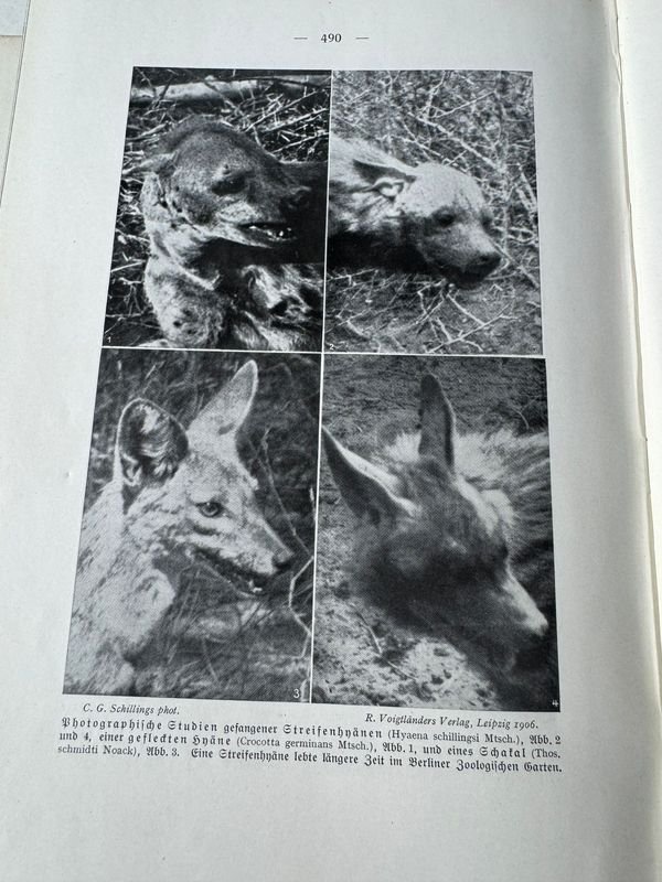 El encanto del elefante por C.G Schillings: una obra de arte única - imagen 9