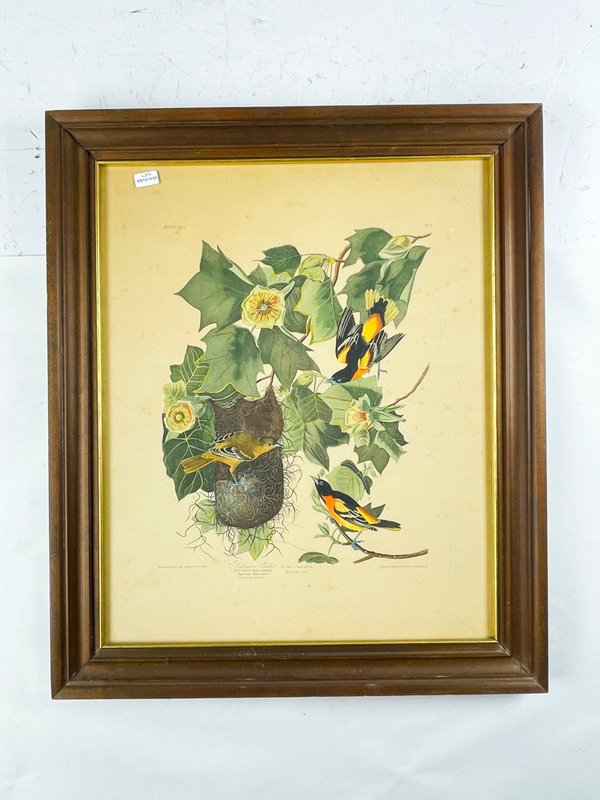 Cuadro "Baltimore Oriole" de John James Audubon, Flores y Aves, 54x44 cm