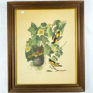 Cuadro "Baltimore Oriole" de John James Audubon, Flores y Aves, 54x44 cm - imagen 1
