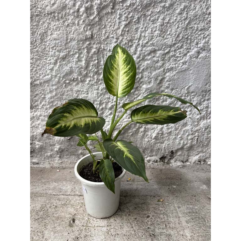 Item 2113569 - Image 0