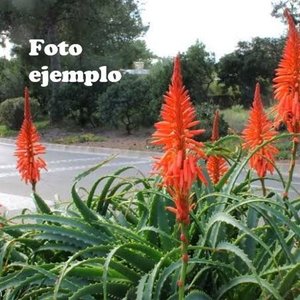Planta Suculenta Aloe Arborecens Grande en Maceta Decorativa - imagen 3