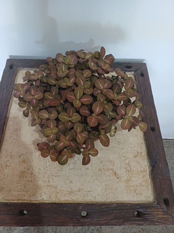 Item 852633 - Image 1