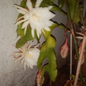 Planta Epiphyllum "Ilusión de Novia" en Maceta con Botella de 2 Litros - imagen 5