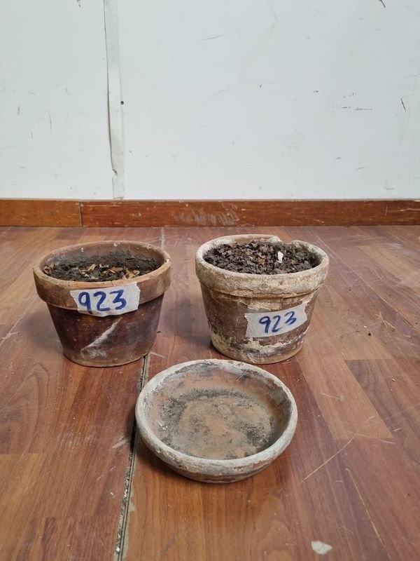 Lote siguiente: Macetas de barro para decorar el hogar