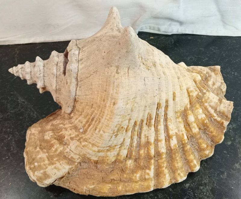 Item 880042 - Image 5