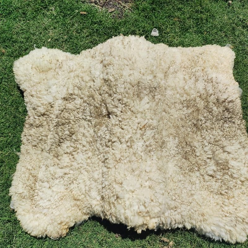 Item 869969 - Image 1