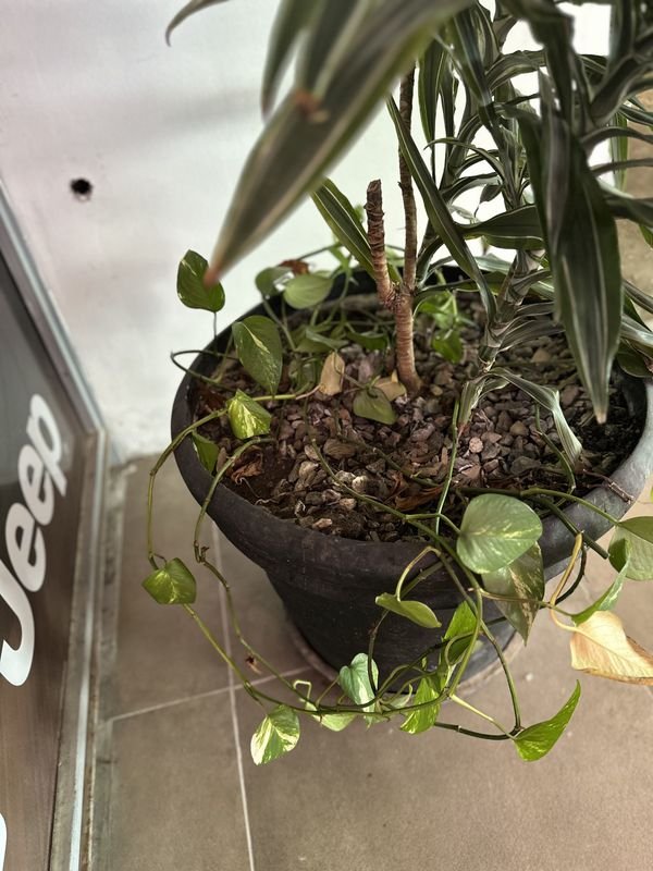 Maceta con planta Darcena 1 - Venta en línea - imagen 5