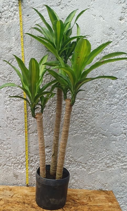 Item 929856 - Image 1