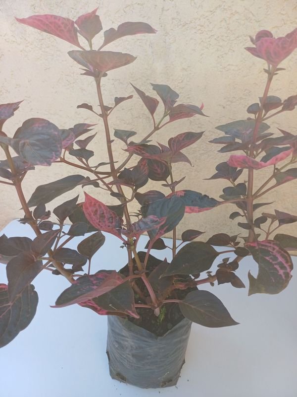 Item 894174 - Image 3