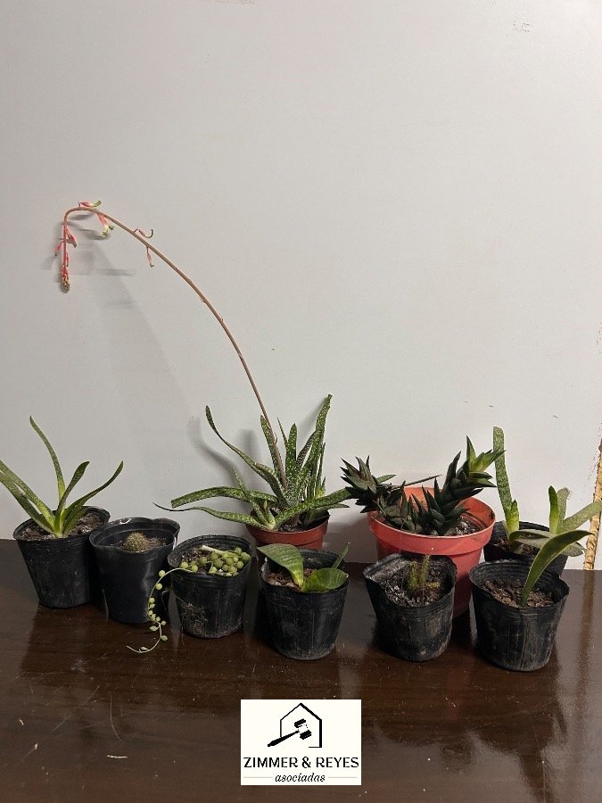 Lote de Plantas Suculentas Variadas en Macetas Negras