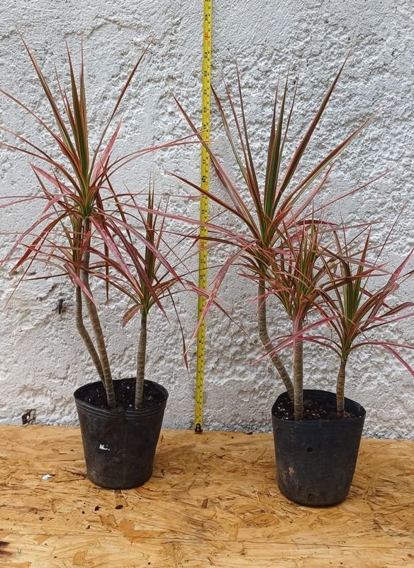 Dracena Tricolor de 60cm. de alto - Planta de Interior - imagen 2